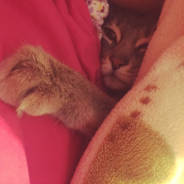 mi_koさんの実例写真