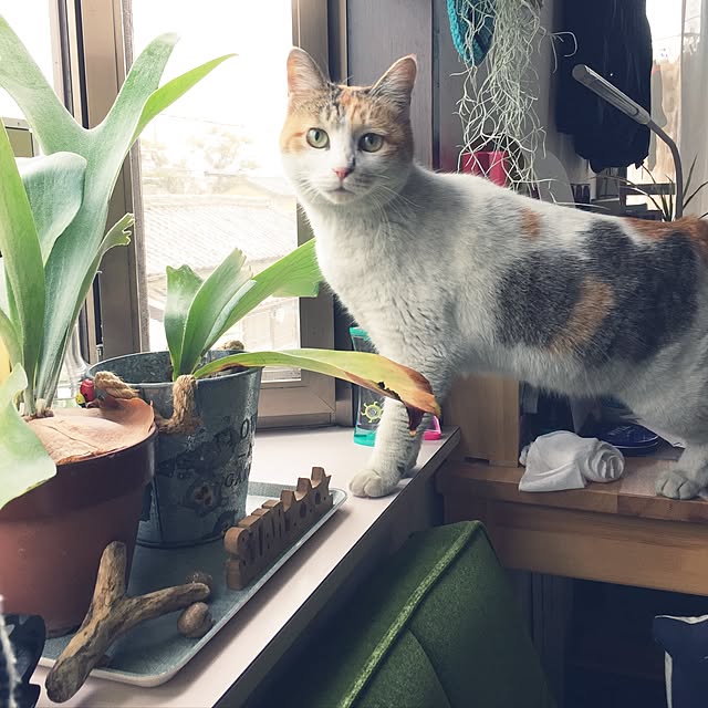 yukkoさんの実例写真