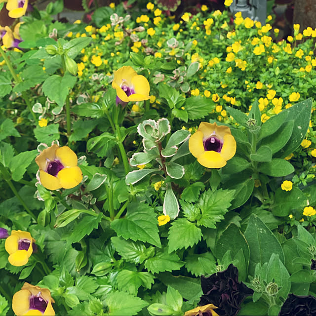 yukarin-gardenさんの実例写真