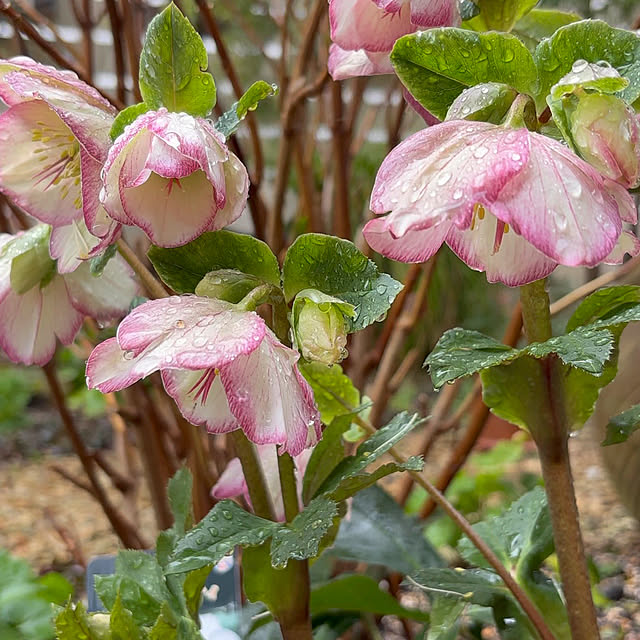 mameshibaさんの実例写真