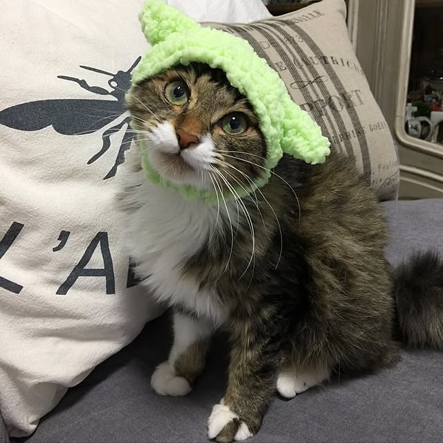 yuchiさんの実例写真