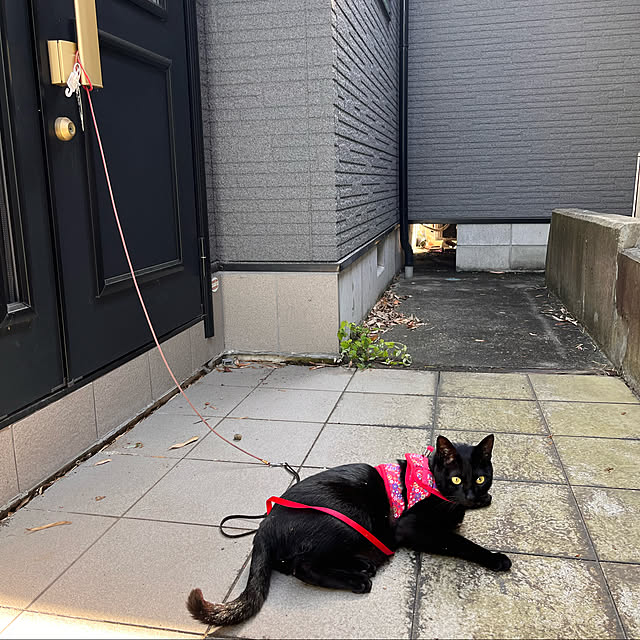 jijiさんの実例写真