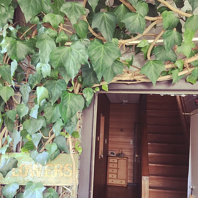 玄関/入り口/観葉植物のインテリア実例 - 2016-08-20 15:04:18