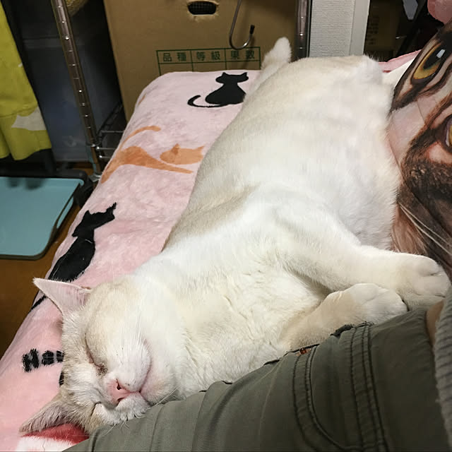 miyabiさんの実例写真