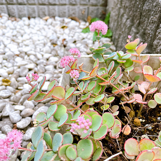 eriharuさんの部屋