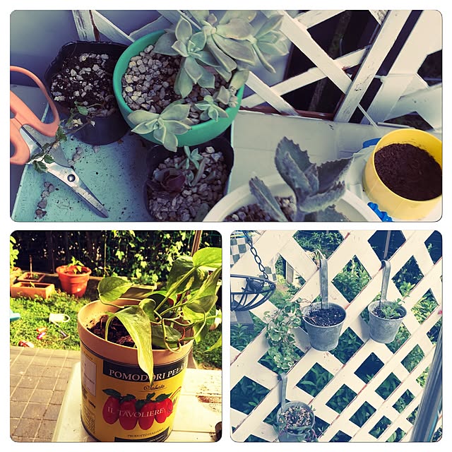 玄関/入り口/植物/多肉植物/観葉植物/ガーデニングのインテリア実例 - 2015-06-08 21:51:19