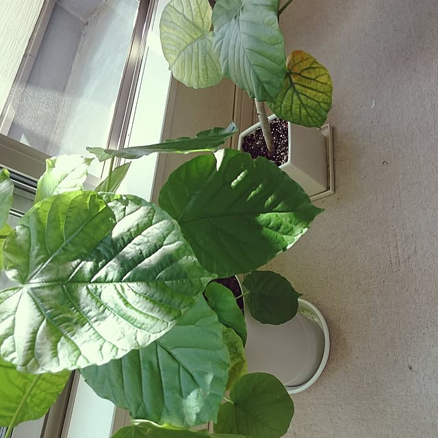 natuさんの実例写真