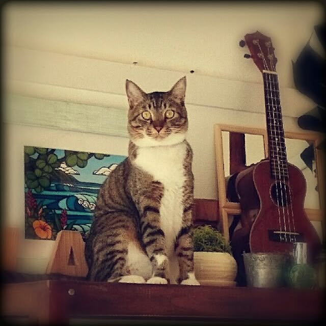Lukiさんの実例写真