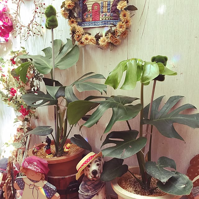 玄関/入り口/観葉植物のインテリア実例 - 2015-09-24 01:00:38
