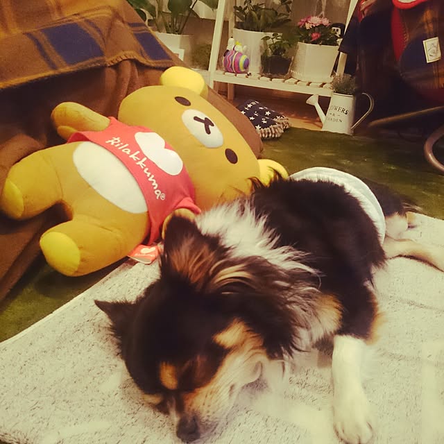 rinmarorinさんの実例写真