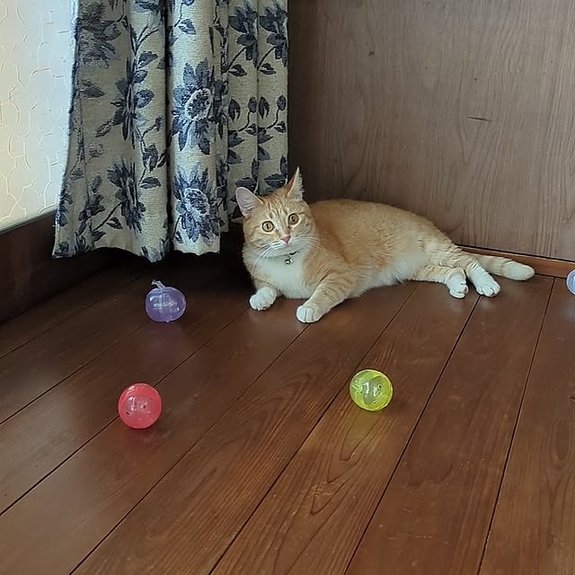 実例写真