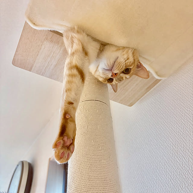 chiiさんの実例写真