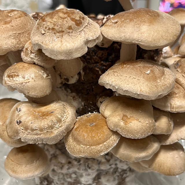 yukarin-gardenさんの部屋