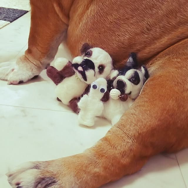panchobiさんの実例写真