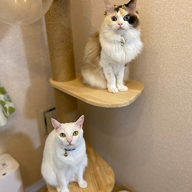 belliesさんの部屋