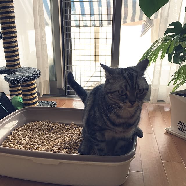 hiyupan88さんの実例写真