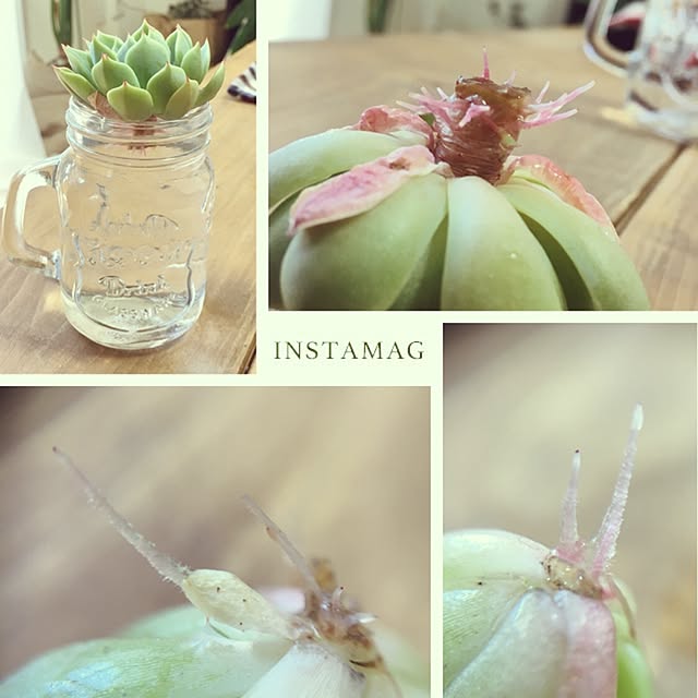 natsu.remonさんの実例写真
