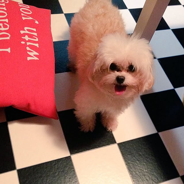 chiaaさんの実例写真