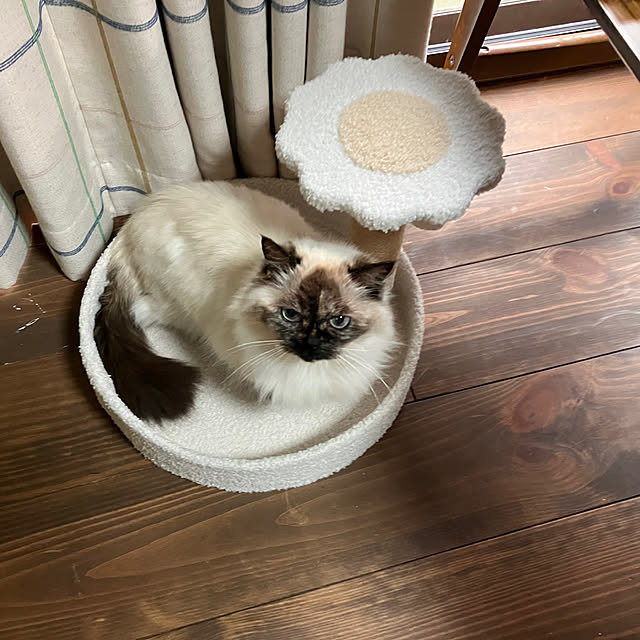 kamomeさんの実例写真