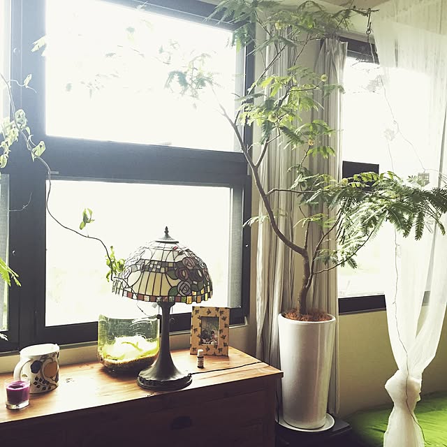 棚/植物のインテリア実例 - 2016-06-30 22:34:29