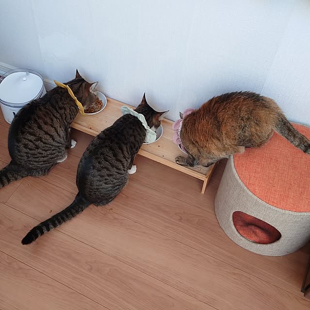 キッチン/猫とインテリア/猫のいる暮らし/猫がよろこぶ快適な部屋づくり/冬の食卓のインテリア実例 - 2025-02-10 01:32:37