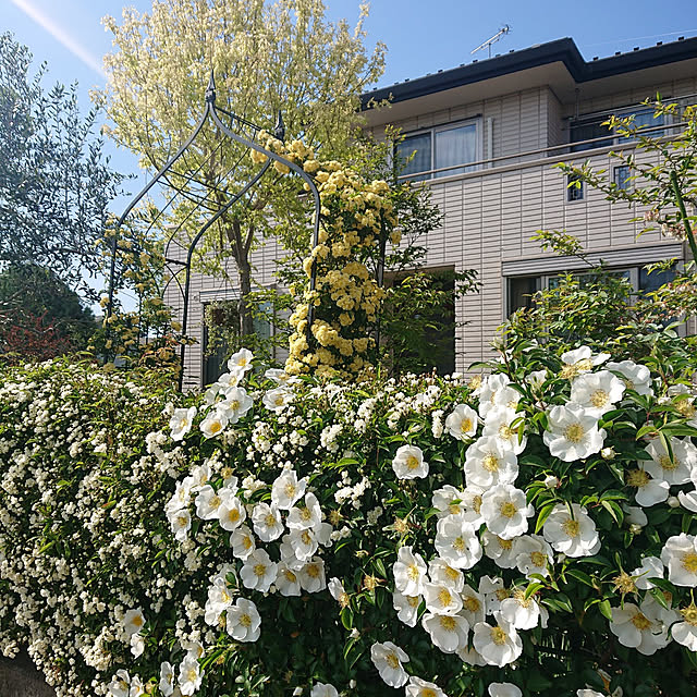 cocoさんの実例写真