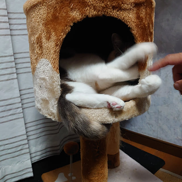 fukuさんの実例写真