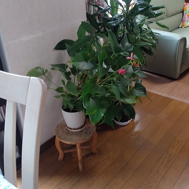 tomoko.tk1130Tomさんの実例写真