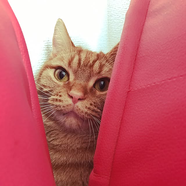 miyukichin4722さんの実例写真