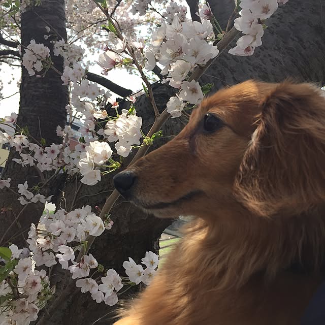 monshinamonさんの実例写真