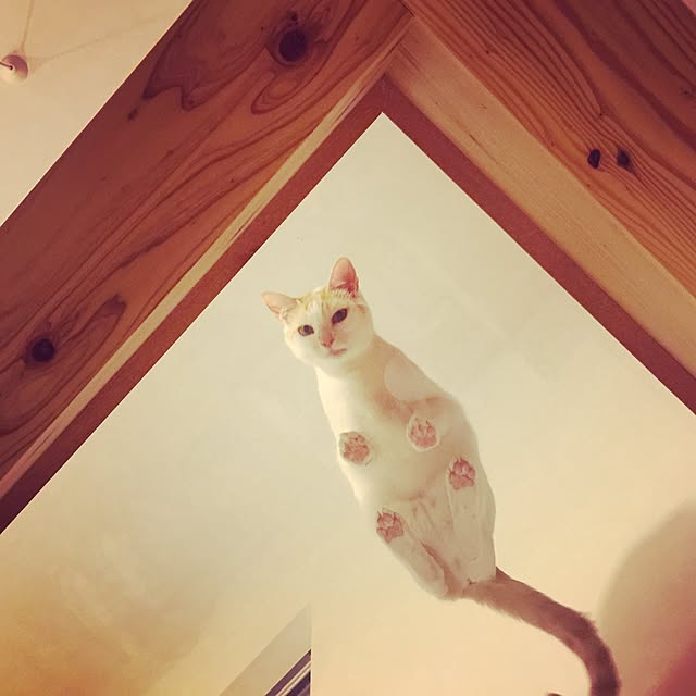 bamboobooCatDogさんの実例写真