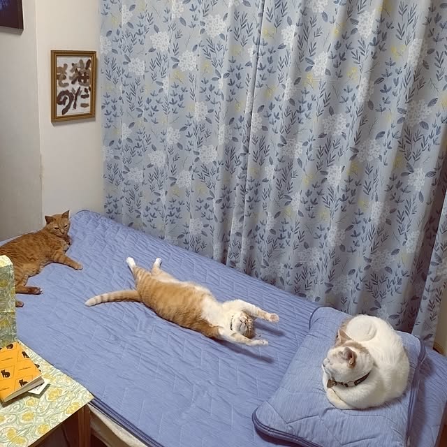 NOAHさんの実例写真