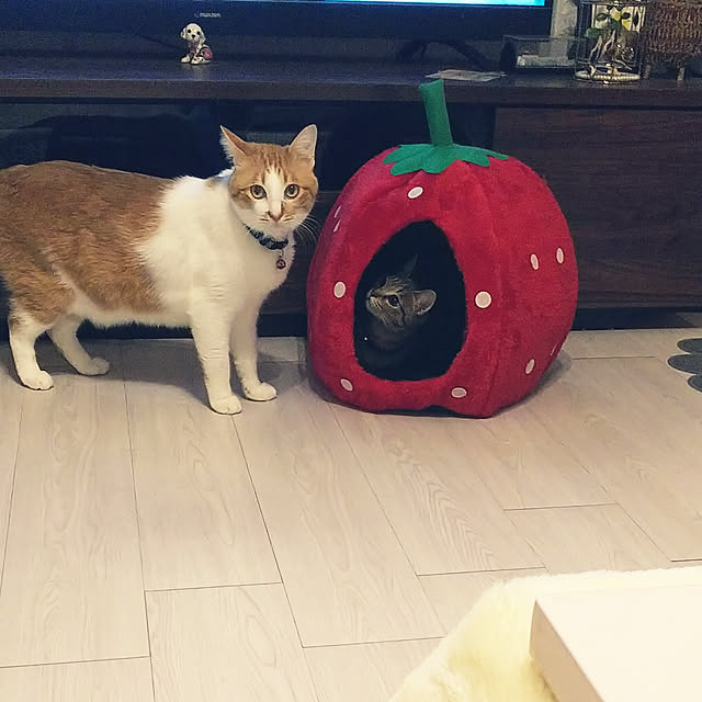 uutann320mozukuさんの実例写真