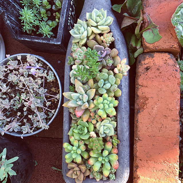ベッド周り/多肉植物のある暮らし/多肉植物寄せ植え/多肉植物のインテリア実例 - 2018-04-25 21:25:26