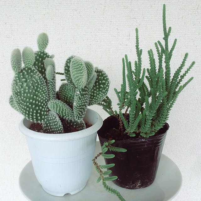 38kinokoさんの実例写真
