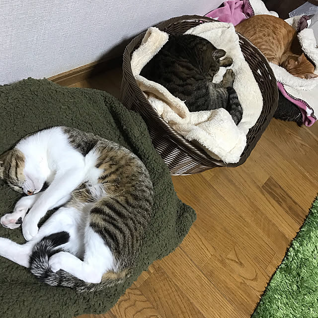 maaさんの実例写真