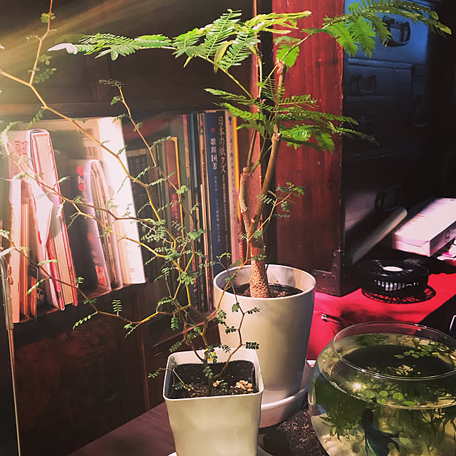 観葉植物/机のインテリア実例 - 2019-09-22 15:01:51