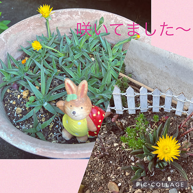shoさんの実例写真
