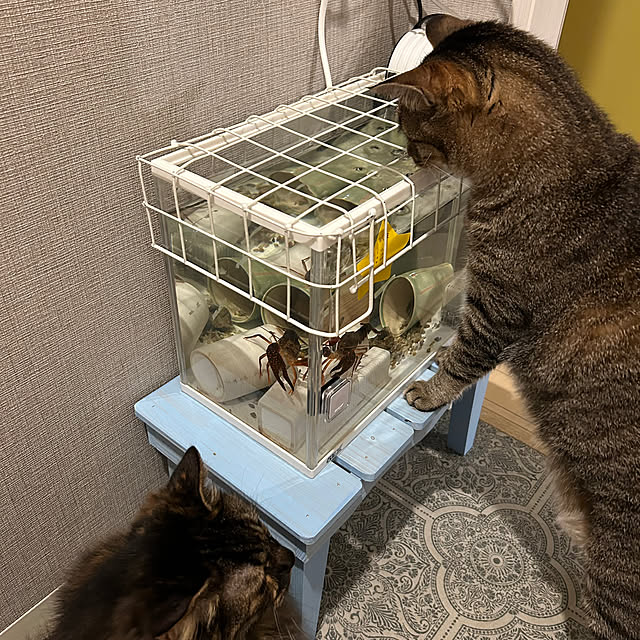 mikomaruさんの実例写真