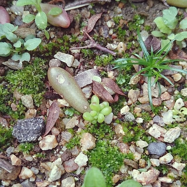 chocoraisinさんの実例写真