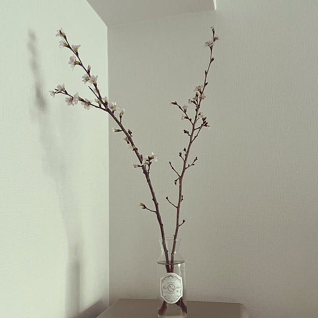 観葉植物/一人暮らし/北欧/玄関/入り口のインテリア実例 - 2022-02-09 16:18:13