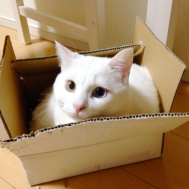 kaoさんの実例写真
