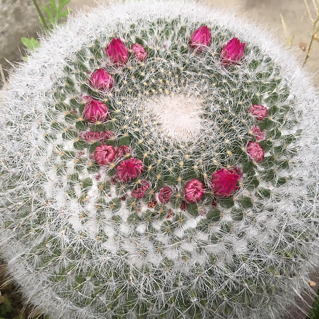 Ryokoさんの実例写真