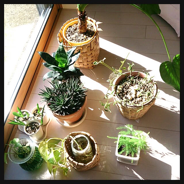 urchinさんの実例写真