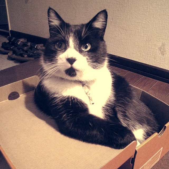 jnkaiさんの実例写真
