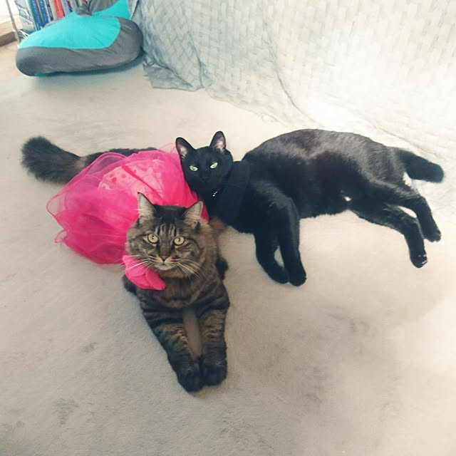 mayu.ariさんの実例写真