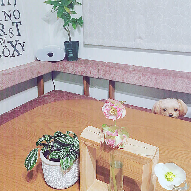 risaさんの実例写真