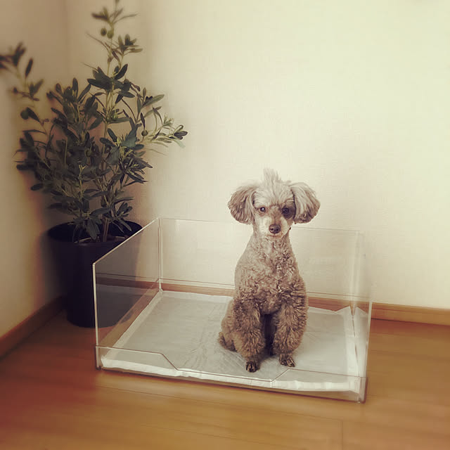miwaさんの実例写真