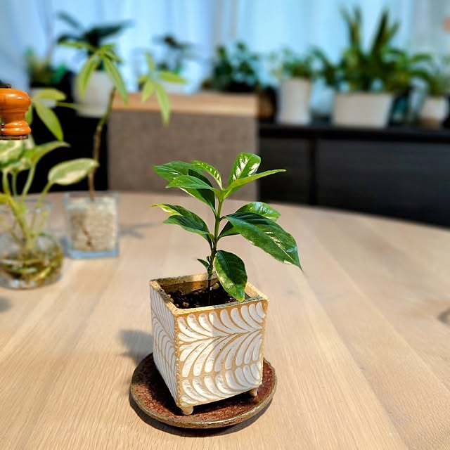 coconathuさんの部屋