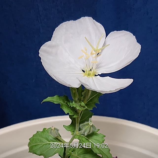 NOAHさんの部屋